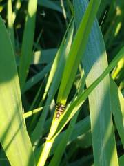 Ceroxys urticae