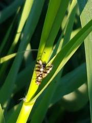 Ceroxys urticae