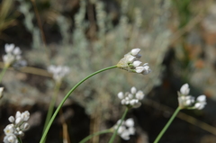 Allium oreoprasum