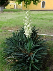 Yucca