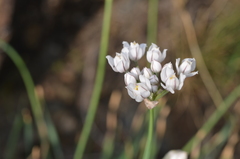 Allium oreoprasum