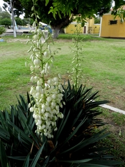 Yucca