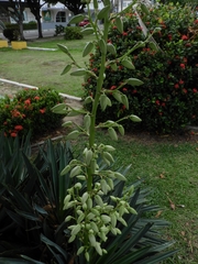 Yucca