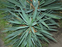 Yucca