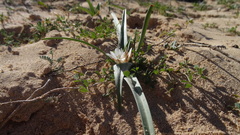 Colchicum psammophilum