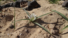 Colchicum psammophilum