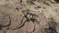 Colchicum psammophilum