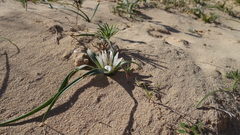 Colchicum psammophilum