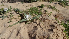 Colchicum psammophilum