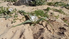 Colchicum psammophilum