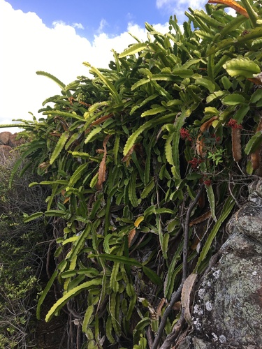Selenicereus undatus