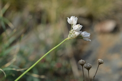 Allium oreoprasum