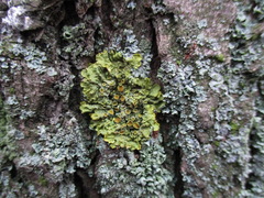 Xanthoria parietina