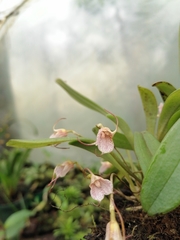 Image of Masdevallia floribunda