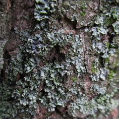 Physcia adscendens