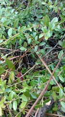 Vaccinium crassifolium