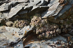 Orostachys thyrsiflora
