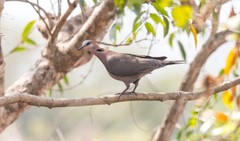 Streptopelia semitorquata
