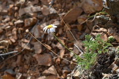 Richteria pyrethroides