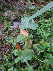 Malva neglecta