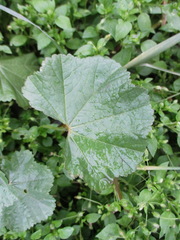 Malva neglecta