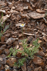 Richteria pyrethroides