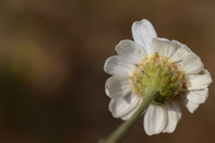 Richteria pyrethroides