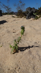 Mairetis microsperma