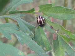 Zygogramma suturalis