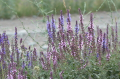 Salvia deserta