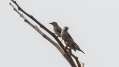 Pytilia phoenicoptera