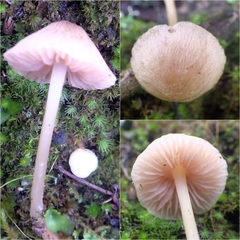 Entoloma