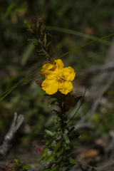 Hibbertia marginata