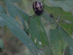 Zygogramma suturalis