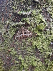 Pseudocoremia lactiflua