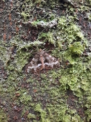 Pseudocoremia lactiflua