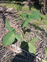 Xanthosoma wendlandii