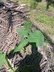 Xanthosoma wendlandii