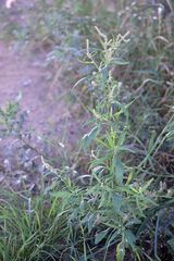 Atriplex laevis