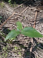 Xanthosoma wendlandii