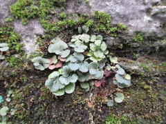 Asplenium ruta-muraria