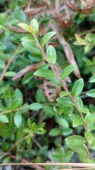 Vaccinium crassifolium