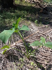 Xanthosoma wendlandii