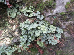 Asplenium ruta-muraria