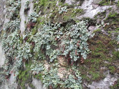Asplenium ruta-muraria