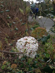 Viburnum × burkwoodii
