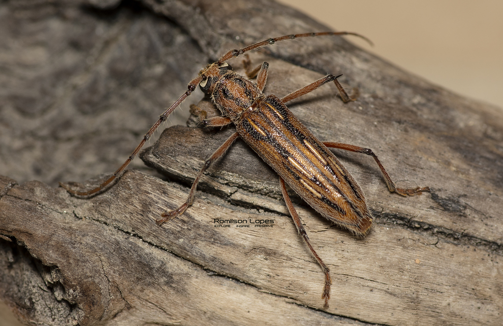 Eburodacrys crassimana