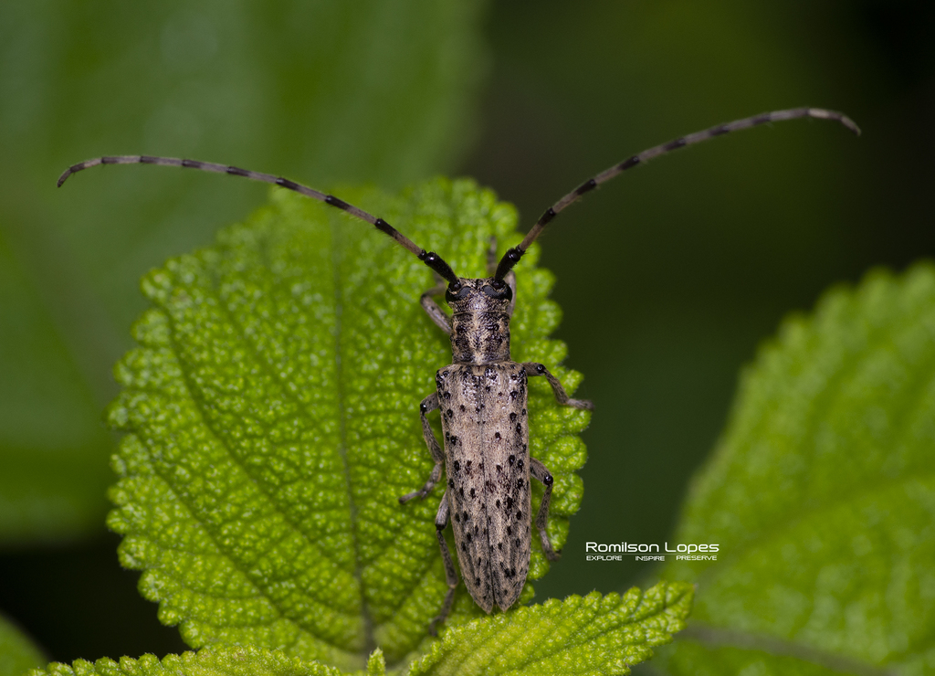 Pseudophaula porosa