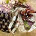 Southern Hermit Crab - Photo (c) Mike, some rights reserved (CC BY-NC), uploaded by Mike