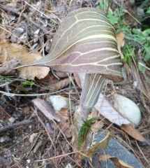 Arisaema erubescens